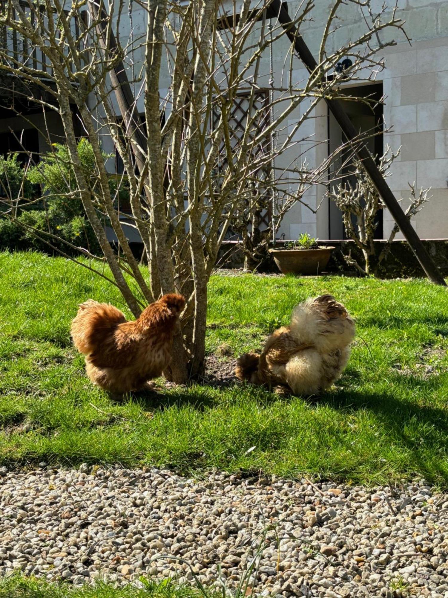 Le Petit Hureau Saumur Dış mekan fotoğraf